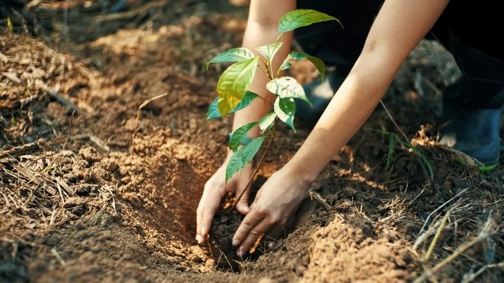 Oujda : Des militants écologistes lancent une initiative pour soutenir la plantation d’un million d’arbres