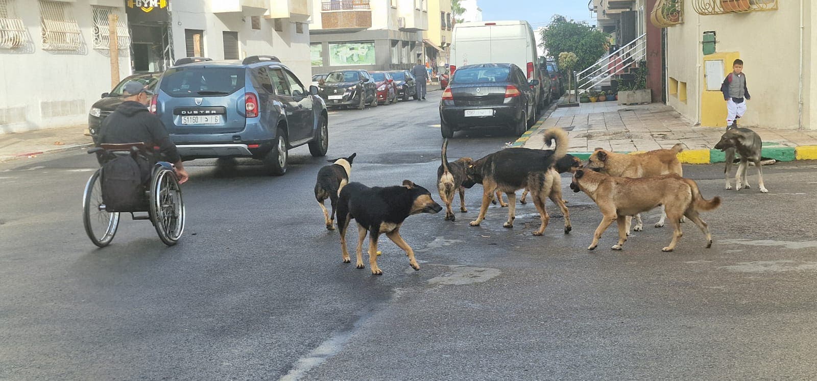 Salé.. La prolifération des chiens errants suscite la colère des habitants du quartier Tabriket