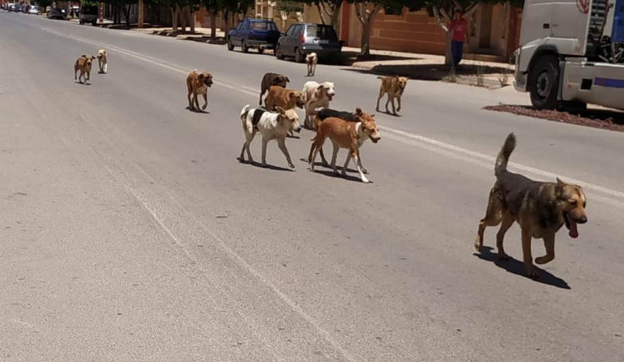 Settat.. Les chiens errants menacent la sécurité des citoyens, et il n’y a pas de vie pour ceux qui appellent