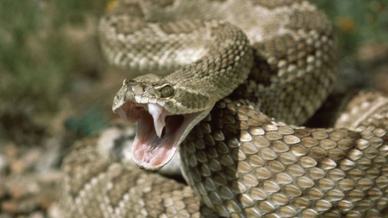 Steeny est mort d'une morsure de serpent aux abords d'Ait Etab