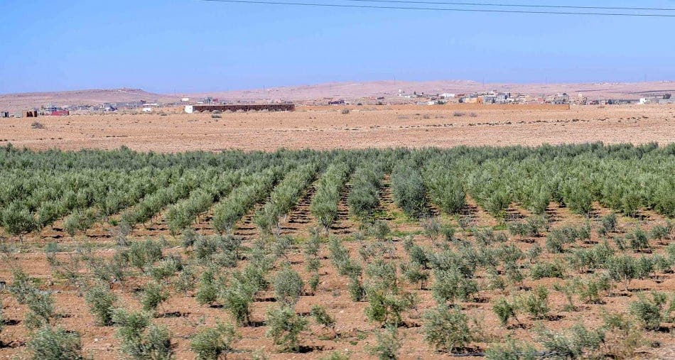 Acquisition de terres domaniales à Nador dans le silence des autorités