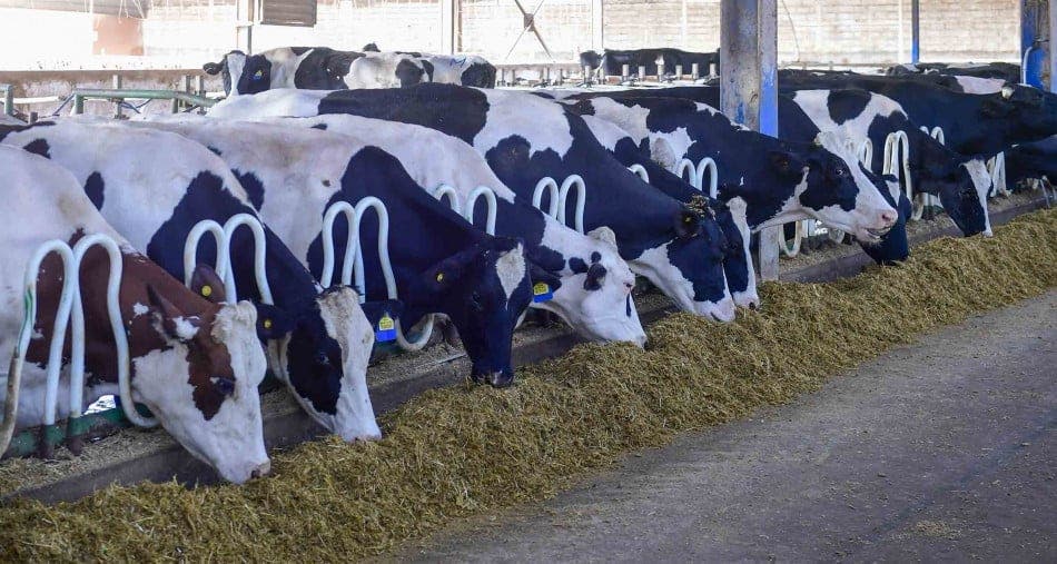 Exonération des vaches et moutons importés des droits de douane et taxes