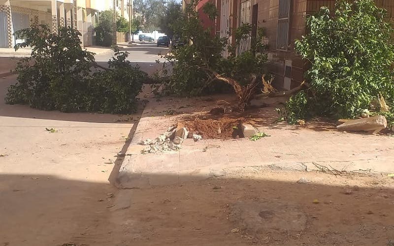 Khouribga: doléance au gouverneur contre le déracinement de plusieurs citronniers datant de plus de 30 ans