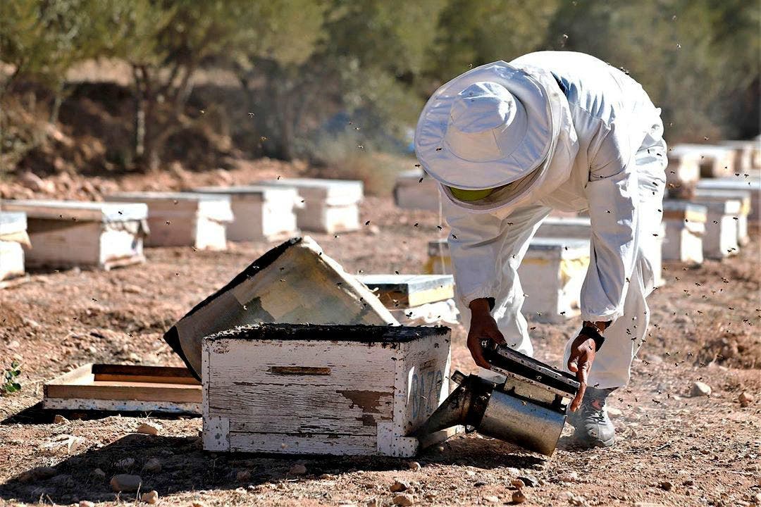 La décision de réduire les droits de douane sur le miel menace 36 000 familles d’apiculteurs