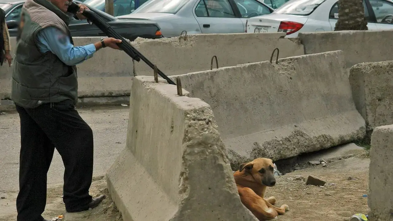 Le massacre de chiens à Nador suscite la colère des habitants