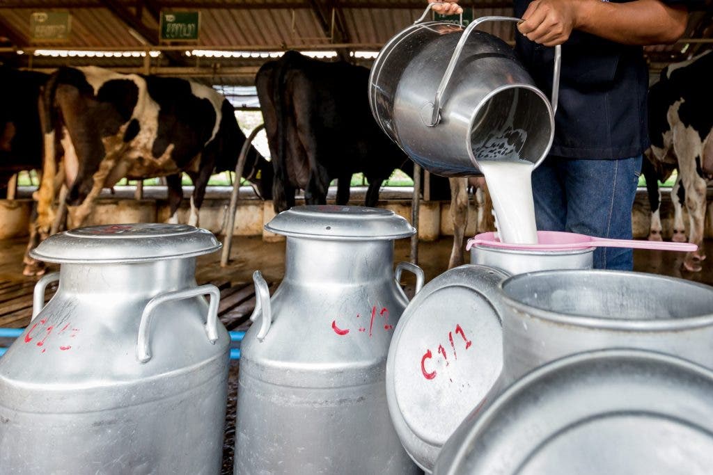 L’épidémie de tuberculose causée par la consommation de lait de vache nécessite l’intervention du ministère de la Santé