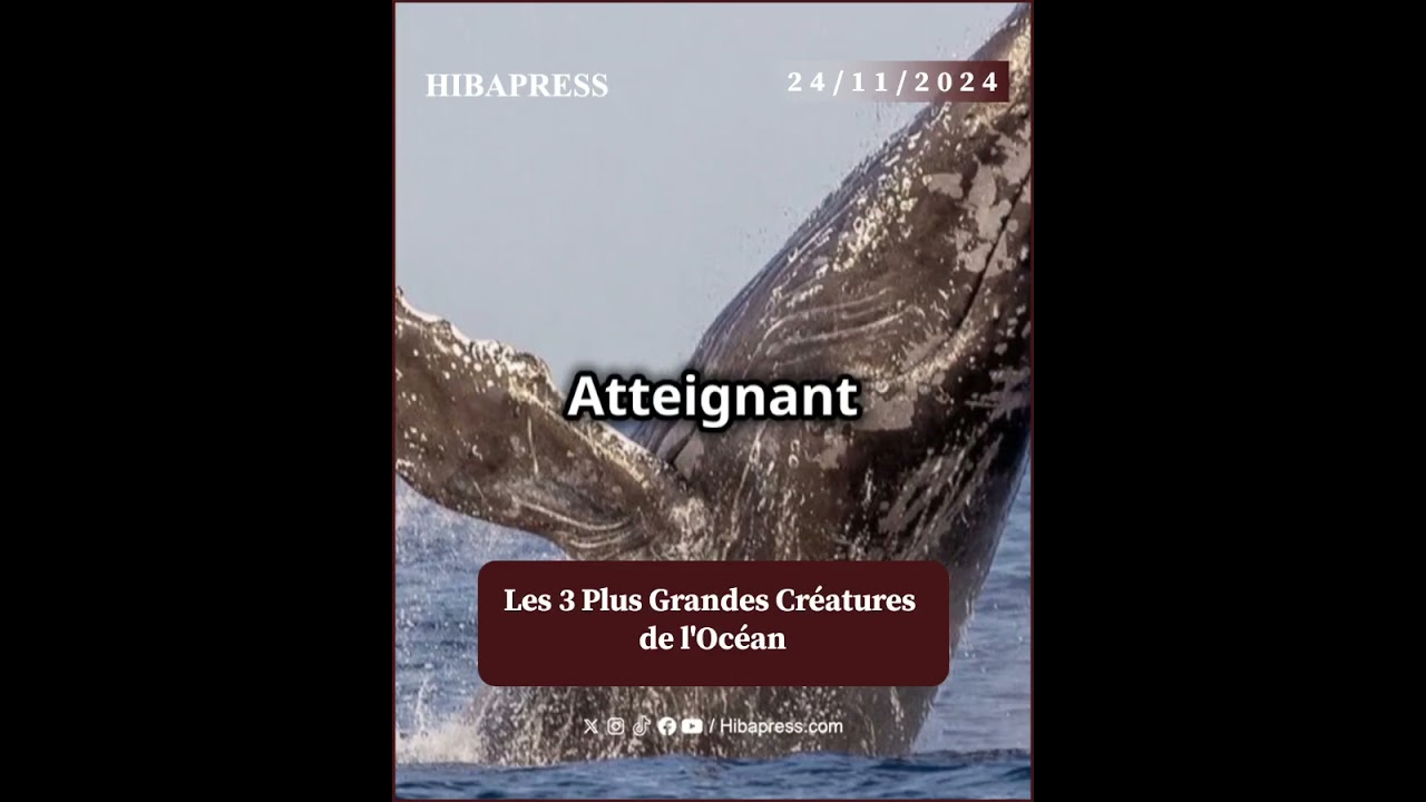 Les 3 Plus Grandes Créatures de l’Océan