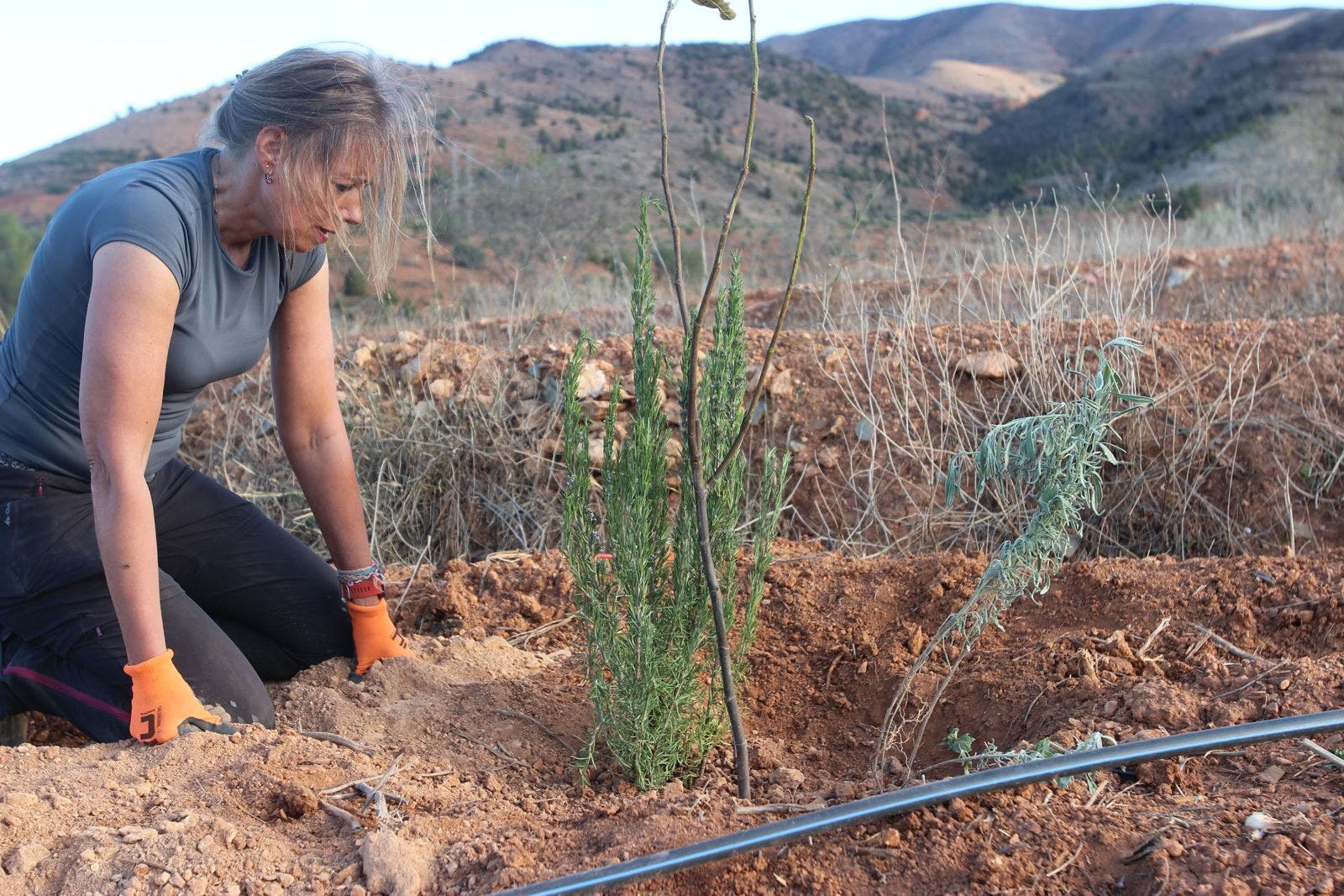 Perma Reef continue de créer des domaines ancestraux de « forêt alimentaire »