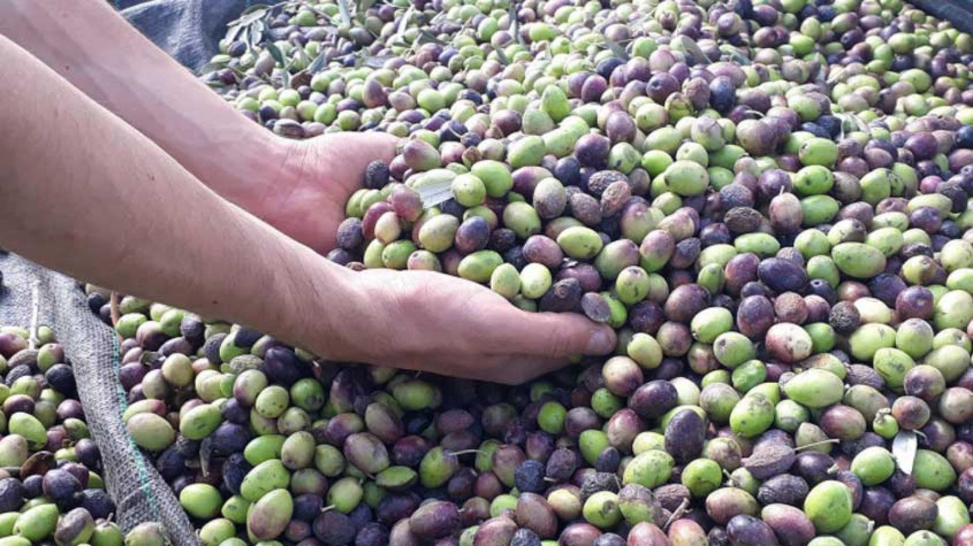 Tunisie : Attentes d’une production d’huile d’olive améliorée et de prix compétitifs pour la nouvelle saison