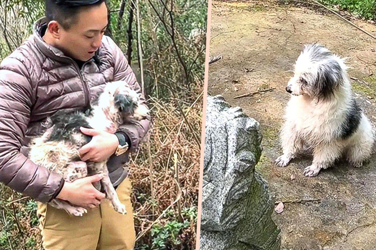 Un chien refuse de quitter la tombe de son maître pendant deux ans