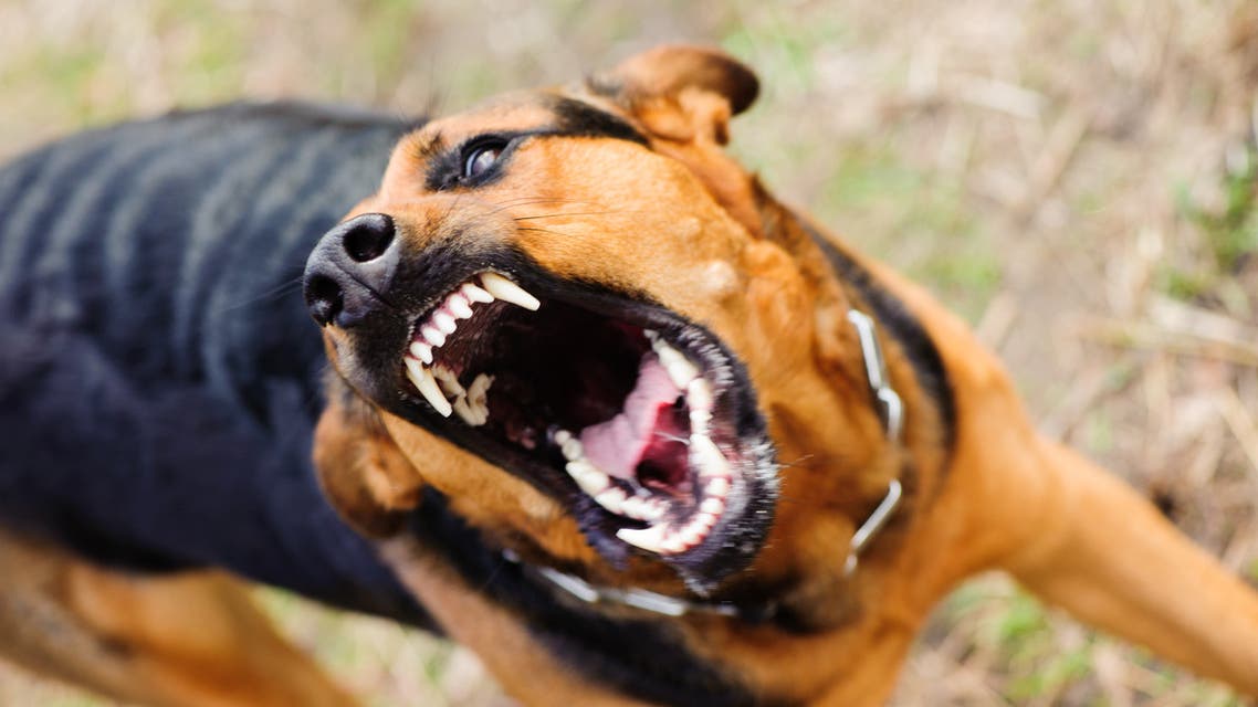 Zayo.: dangereuse attaque d’un chien errant contre une femme suscite l’inquiétude des habitants et appelle les autorités à agir d’urgence