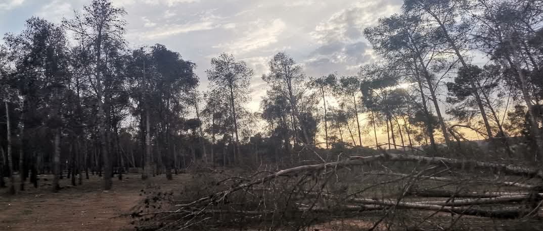 Forêt d’Al-Mazamza, Settat. Boutures, fragments et déchets de construction (photos)