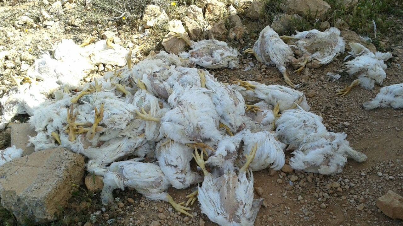 Arrestation d’un gang qui vend des « poulets morts » à des traiteurs, des restaurants et des « snacks » dans la banlieue d’Al-Bayda