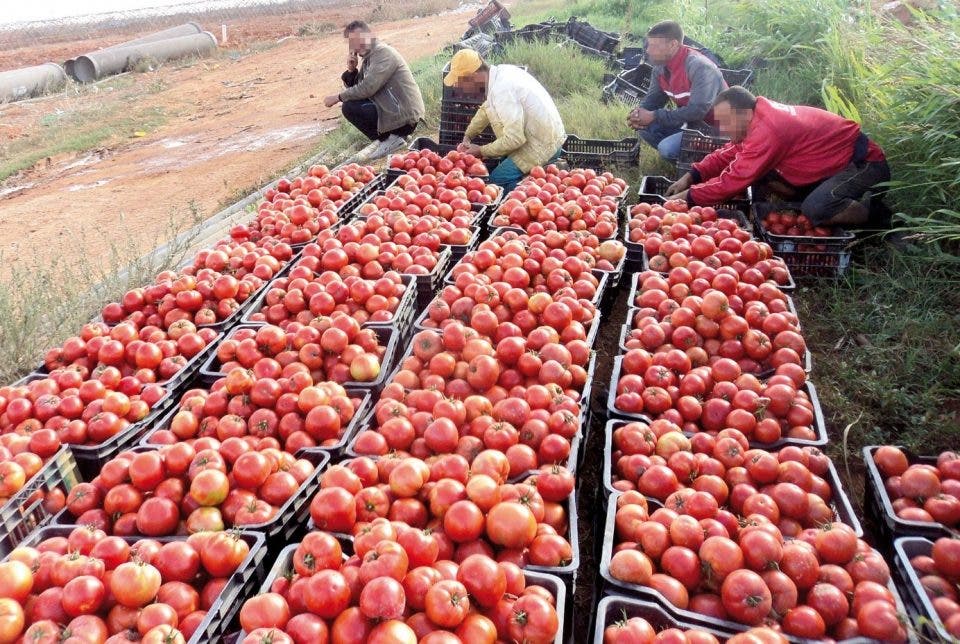 Crise de la tomate au Maroc : les agriculteurs menacés de faillite à cause de la faiblesse des prix