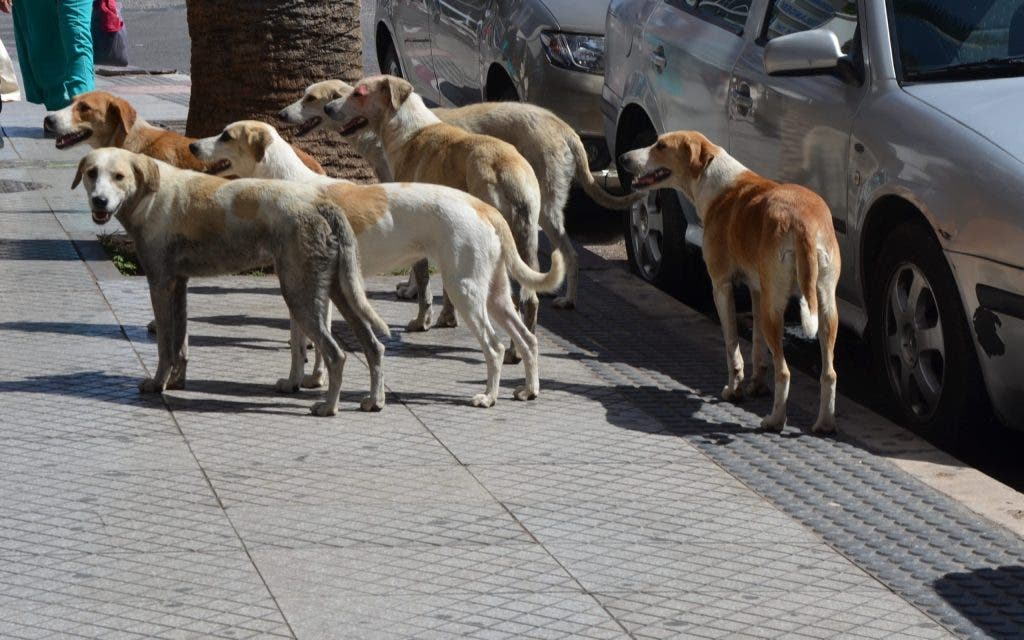 Déchets et chiens errants envahissent les habitants de Beni Yakhlef, en périphérie de Mohammedia