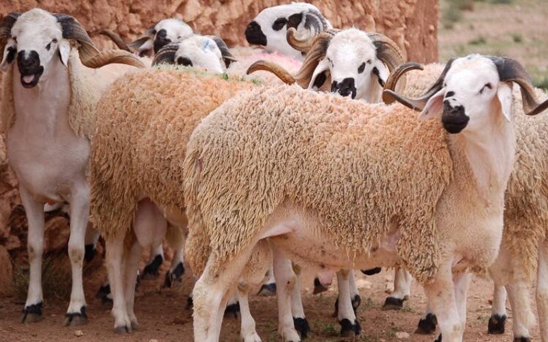 Des maladies mortelles menacent les troupeaux de moutons à Al-Ghara et Berrechid