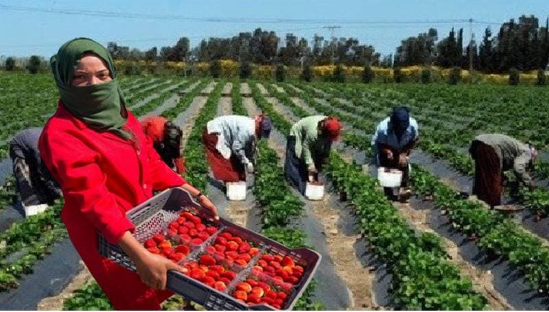 L’Espagne commence à sélectionner des travailleurs marocains pour cueillir des fraises