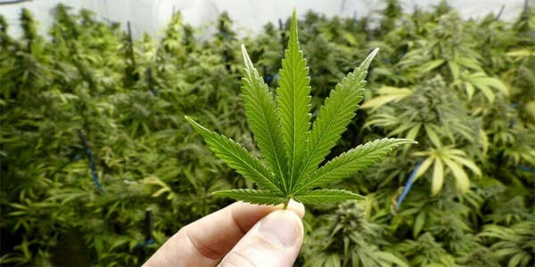 La production légale de cannabis atteindra 4 082,4 tonnes en 2024