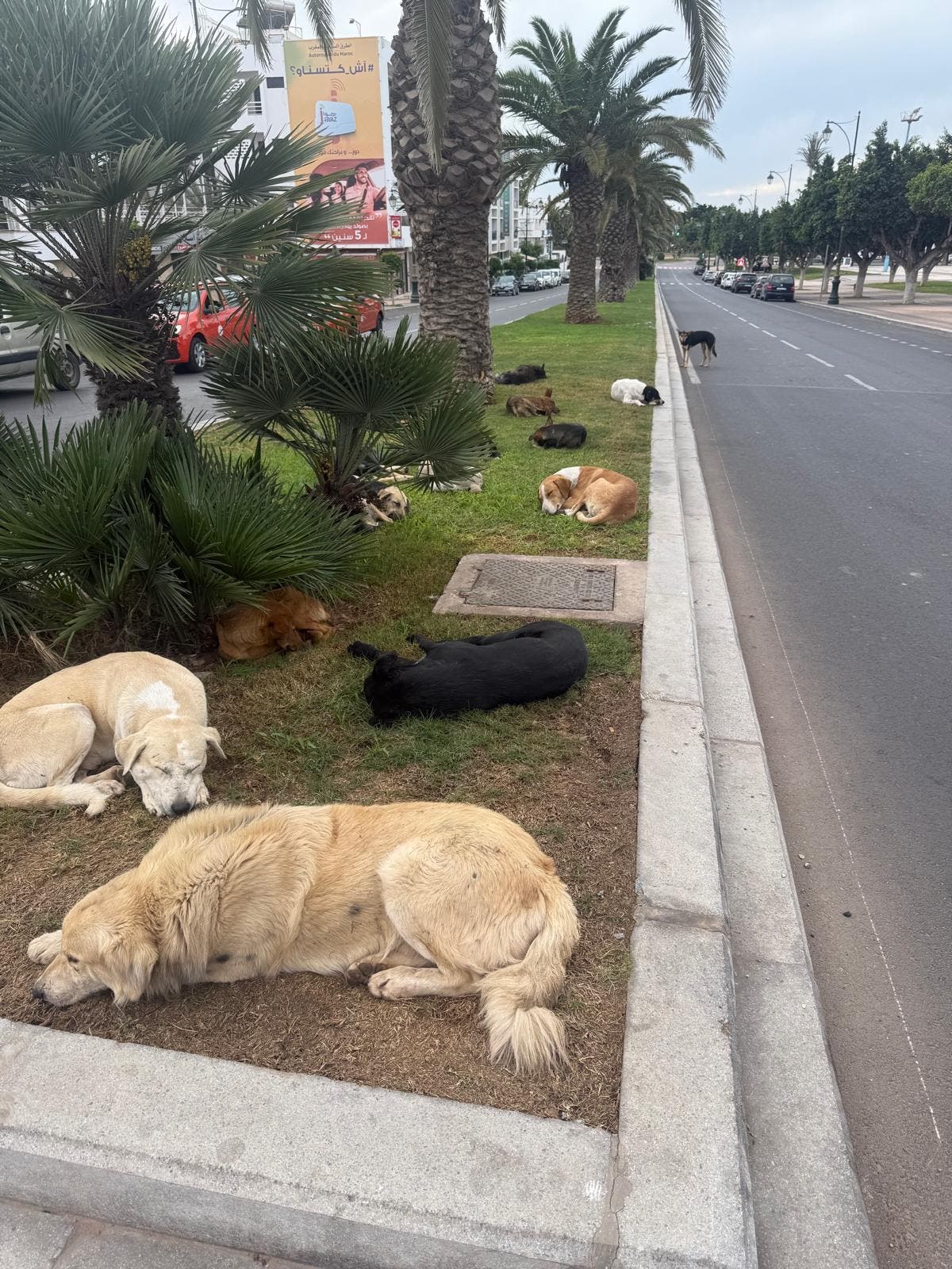 La prolifération des chiens errants dans les rues d’Agadir… une crise qui s’aggrave « Photo ».