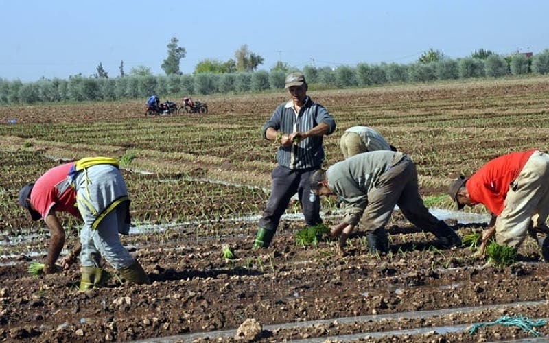 L’absence de pluie complique la situation des agriculteurs de la région Fès-Meknès (vidéo)