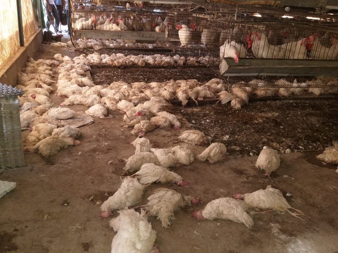 Le réseau de trafic de poulets « morts » menace la santé des Marocains