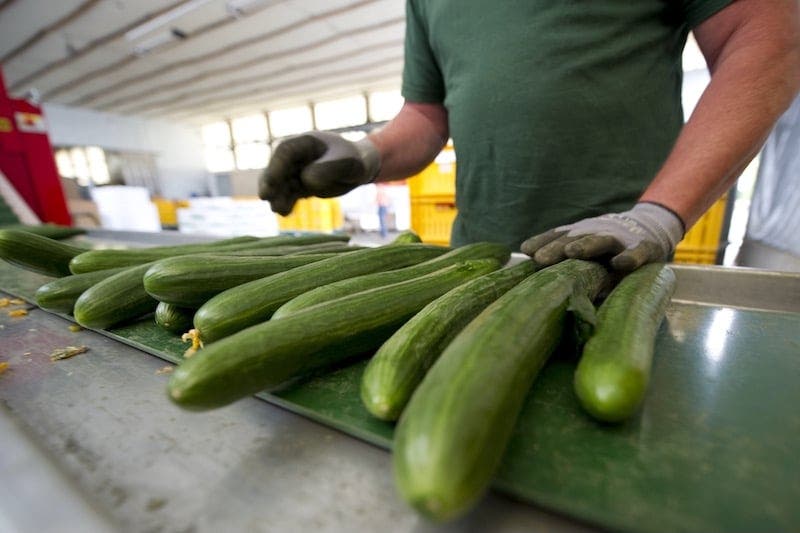 Les concombres marocains dominent le marché espagnol et mécontentent les agriculteurs locaux