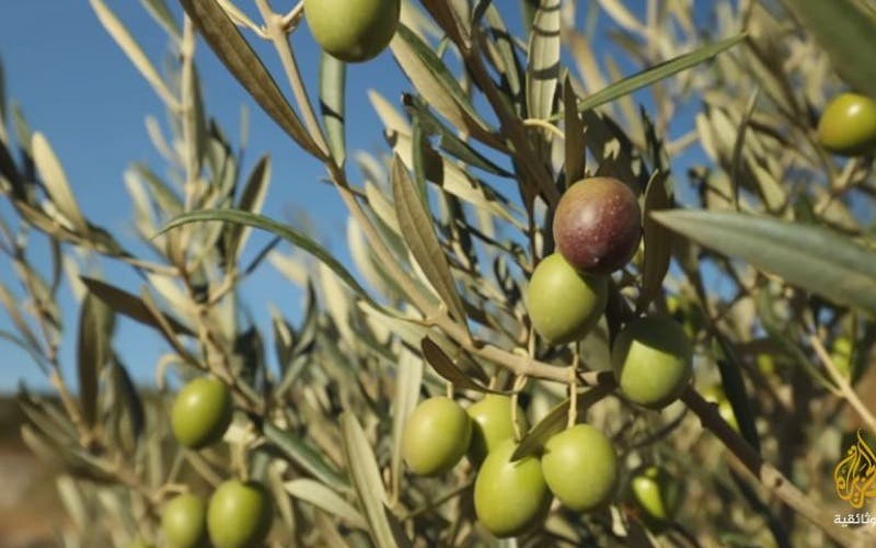 Les vols de récoltes d’olives se sont multipliés dans la province de Nador sur fond de demandes d’intervention urgente