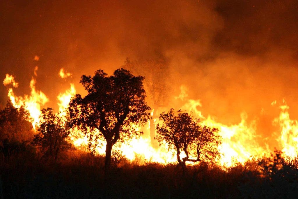 Nador : Un incendie massif dévore une forêt malgré d’intenses efforts pour le contrôler