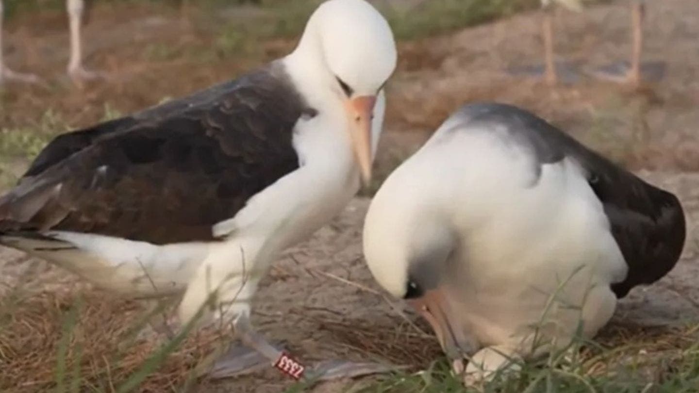 Un oiseau âgé surprend tout le monde en pondant un œuf à l’âge de 74 ans (vidéo)