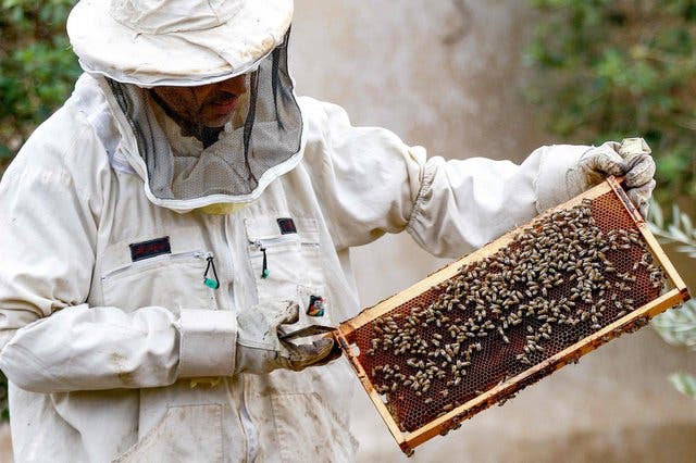 Un parlementaire interroge « Al-Bouari » sur « la protection des producteurs et commerçants nationaux de miel »