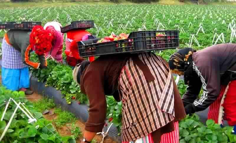 Une délégation de l’Association des Agriculteurs Espagnols se rend au Maroc pour parfaire l’emploi des agriculteurs saisonniers