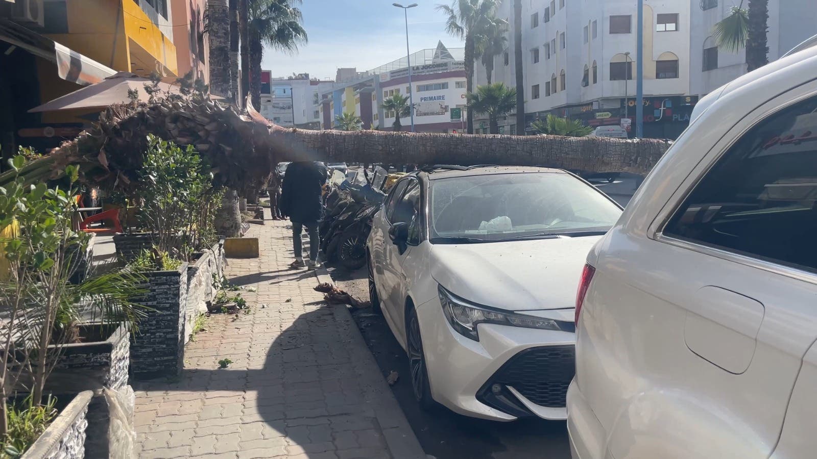 Al-Bayda.. La chute d’un arbre provoque des pertes matérielles dans la rue principale