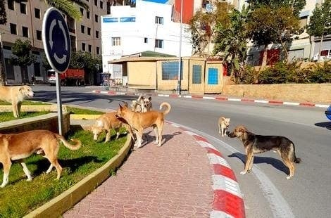 Dans les rues d’Al Hoceima, les chiens errants menacent la santé des citoyens et sèment la terreur