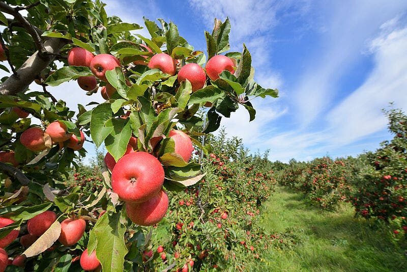 D’ici 10 mois.. Le Maroc a importé 9 300 tonnes de pommes