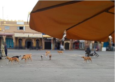 Ici Marrakech: vie de chien