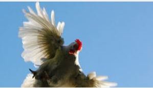 Encore et toujours, une flambée terrifiante du prix du poulet