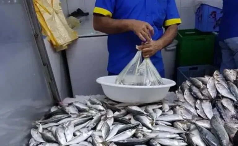 L'absence de sardines sur les tables marocaines... une crise d'approvisionnement et des prix en hausse