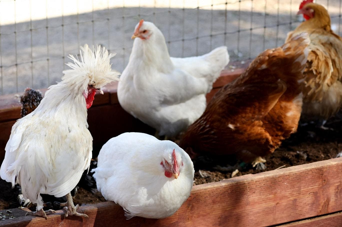 Le prix élevé du poulet déstabilise le marché et les Marocains hésitent à l’acheter