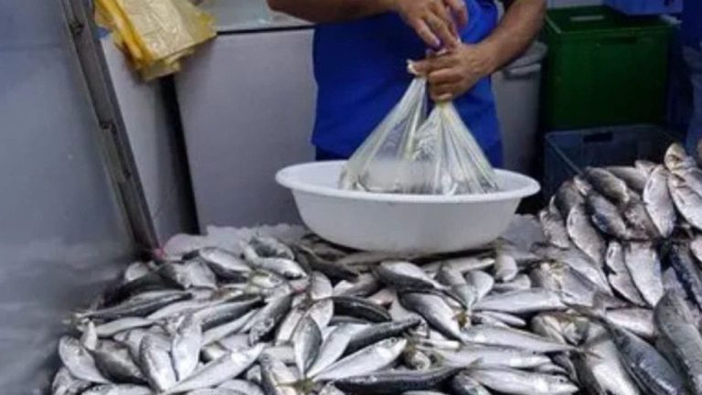 Les prix des sardines sont relativement en baisse sur les marchés de Casablanca