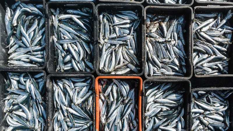 Les sardines coûtent 20 dirhams et le ministère de la Pêche cherche à limiter le nombre de bateaux pour les protéger