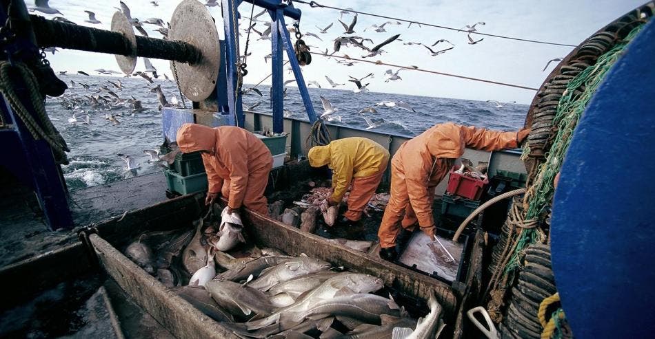 Port de Dakhla : les rejets de la pêche côtière et traditionnelle augmentés de 5%