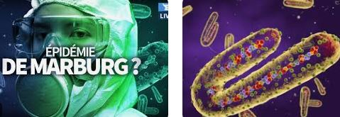 Attention! Un nouveau virus "Marburg" flambe en afrique