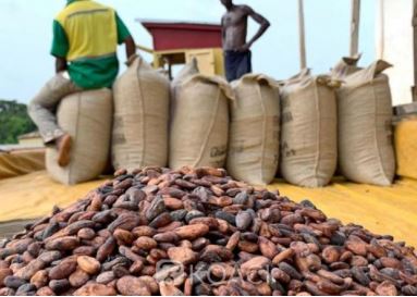 La Côte d’Ivoire, premier producteur mondial de cacao, est confrontée à une crise sans précédent. Détails