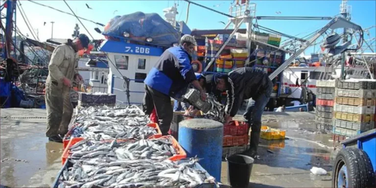 Tanger s'apprête à lancer un projet de point de déchargement des produits de la pêche maritime