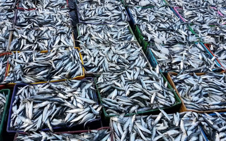 Les Marocains lancent une campagne de boycott des poissons. Le hashtag «Clear Yakht» balaye les sites de communication
