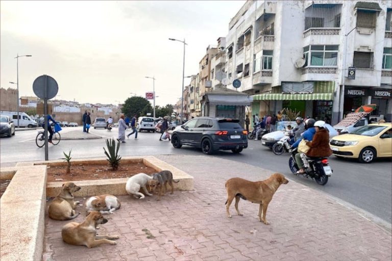 Une campagne pour éliminer les chiens errants au Maroc. Un fonctionnaire révèle la vérité