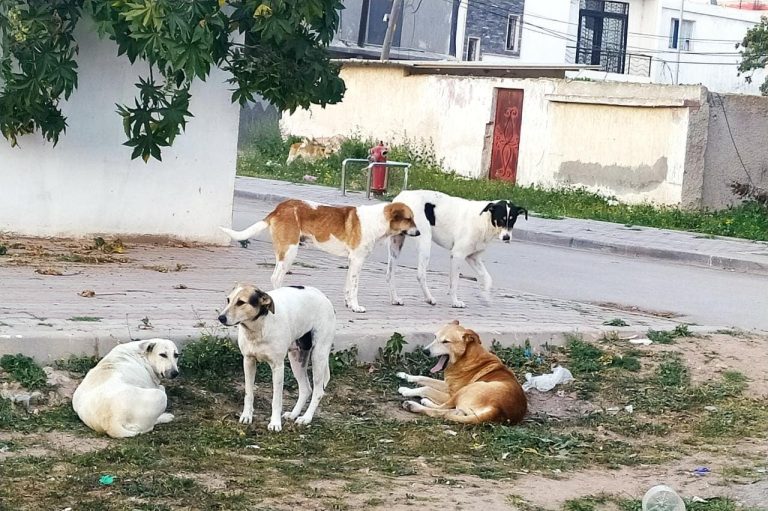 Les chiens et les animaux errants envahissent Muhammadiyah et les autorités en dehors de la couverture