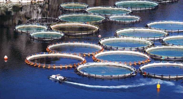 Magazine italien: le Maroc est un modèle pionnier de l'aquaculture durable
