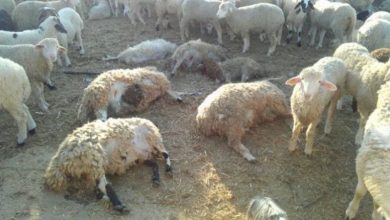 Mort mystérieuse de 28 têtes de moutons dans le rond-point