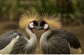 SOS environnement- L’oiseau national d’Afrique du Sud, la Grue bleue, figure depuis de nombreuses années sur la liste des espèces en danger